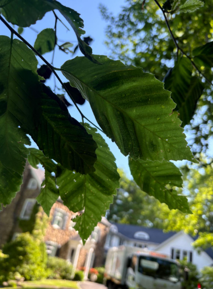 tree leaves